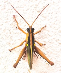 Agriacris jucunda