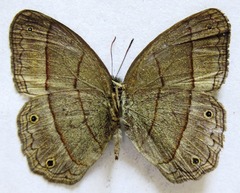Cissia pompilia