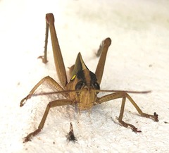 Agriacris jucunda