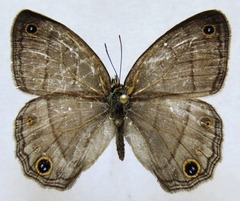Cissia pompilia