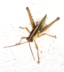 Agriacris jucunda