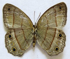 Cissia pompilia