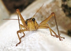 Agriacris jucunda
