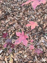 Liquidambar styraciflua