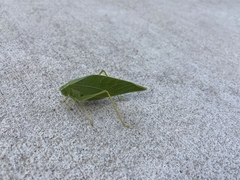 Microcentrum rhombifolium