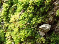 Dicranella schreberiana