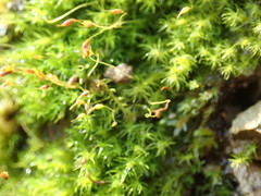 Dicranella schreberiana