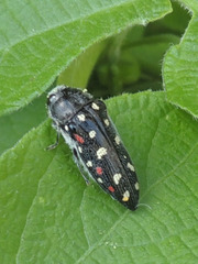 Acmaeodera gibbula
