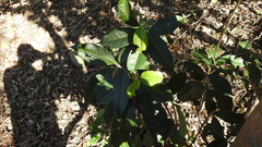 Osmanthus enervius