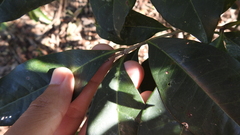 Osmanthus enervius