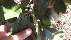 Osmanthus enervius