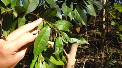 Osmanthus enervius