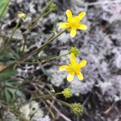 Ranunculus rhomboideus