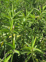 Vallesia laciniata