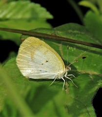 Eurema elathea flavescens