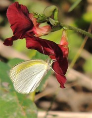 Eurema elathea flavescens