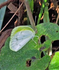 Eurema elathea flavescens
