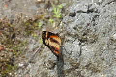 Castilia eranites