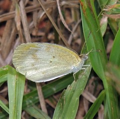 Eurema elathea flavescens