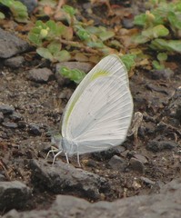 Eurema elathea flavescens