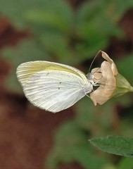 Eurema elathea flavescens