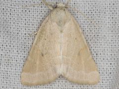 Trichocosmia inornata