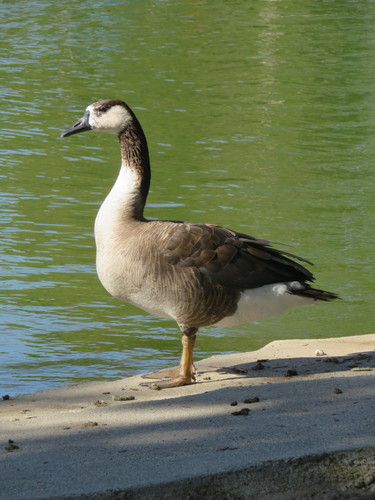 Swan Goose × Canada Goose