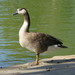 Swan Goose × Canada Goose - Photo (c) Ari Boehm, some rights reserved (CC BY-NC), uploaded by Ari Boehm