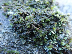 Fuscopannaria maritima