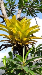Vriesea