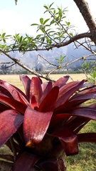 Vriesea