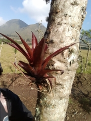 Vriesea