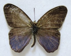 Amiga arnaca