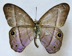 Amiga arnaca