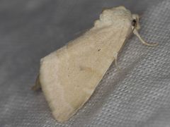 Trichocosmia inornata