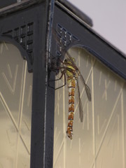 Caliaeschna microstigma