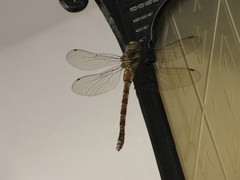 Caliaeschna microstigma