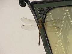 Caliaeschna microstigma