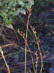Pleea tenuifolia