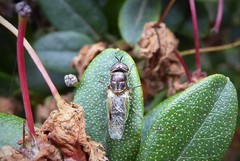 Odontomyia fulviceps