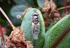 Odontomyia fulviceps