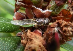 Odontomyia fulviceps