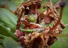 Odontomyia fulviceps