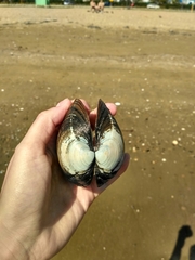 Spisula sachalinensis