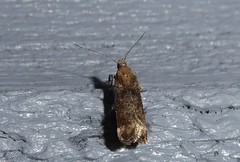 Anisoplaca acrodactyla