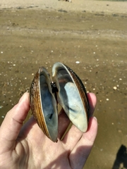 Spisula sachalinensis