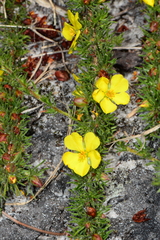 Hibbertia prostrata