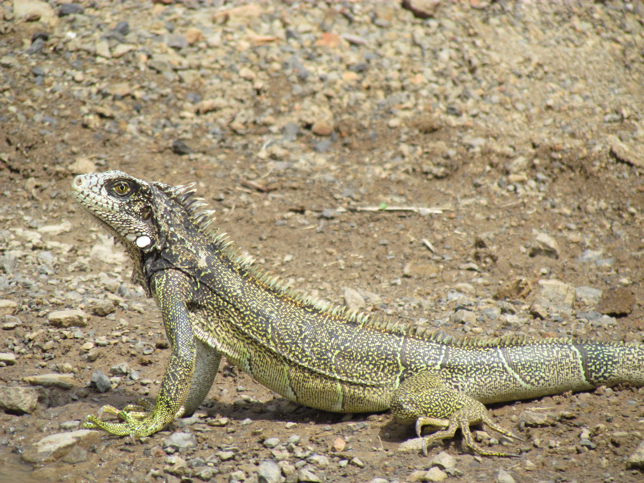 Iguanidae image