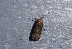 Anisoplaca acrodactyla