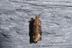 Anisoplaca acrodactyla